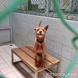 七年守望成空，被棄收容所的大白犬阿喜 那份令人心疼的‘愚忠’