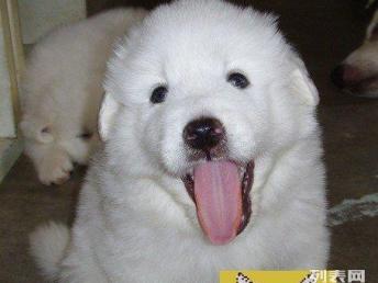 CKU精品大白熊犬 天津基地實地選購，安心帶回家
