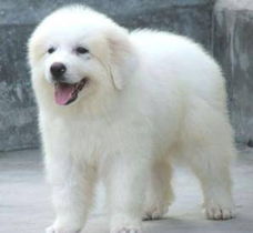 無錫大白熊犬購買指南 渠道、價格與健康須知