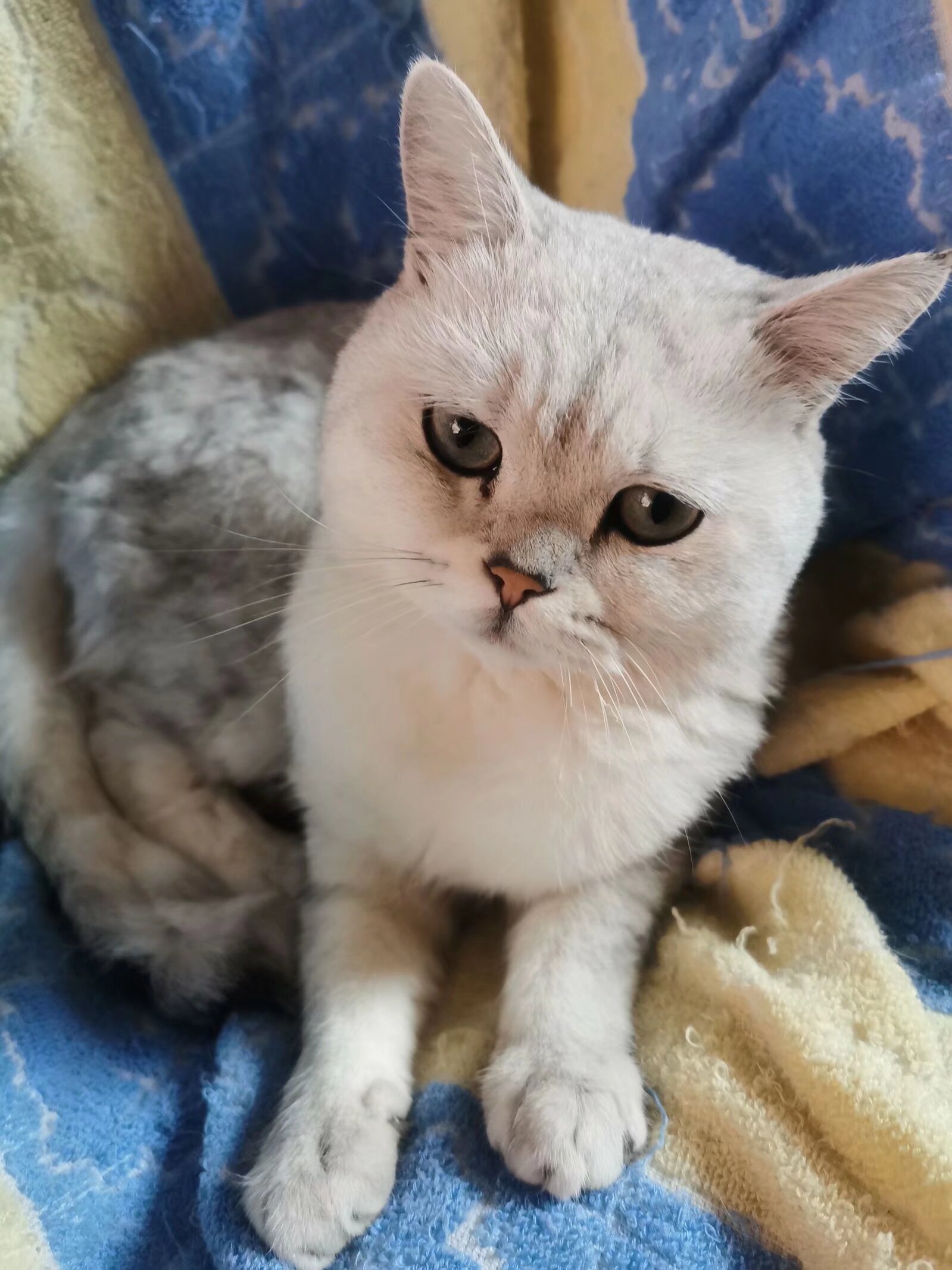 大白，你在哪里？——一個(gè)月的等待與尋找